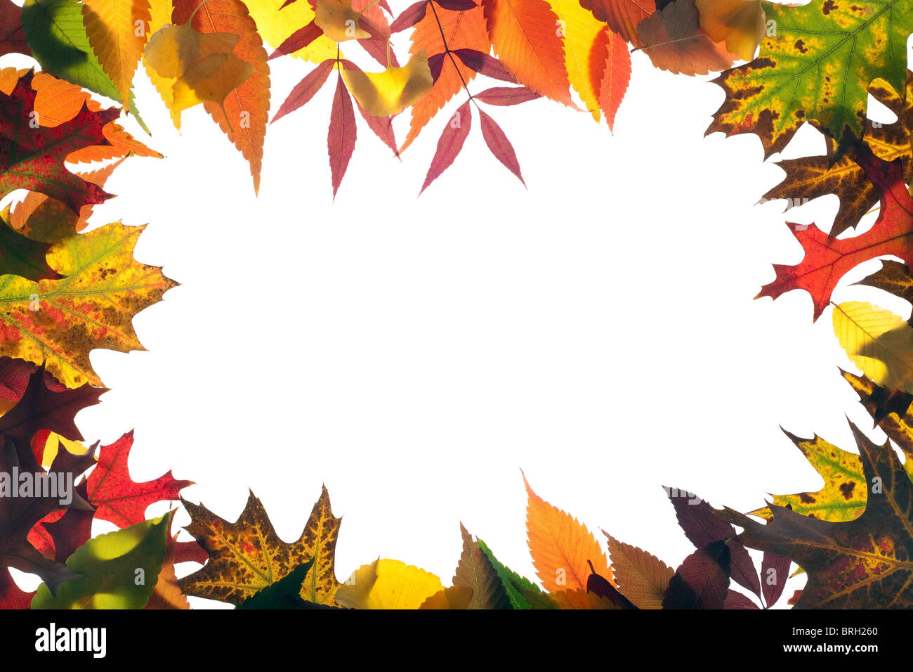 Vivid autunno telaio con molte specie di foglie su sfondo bianco Foto Stock