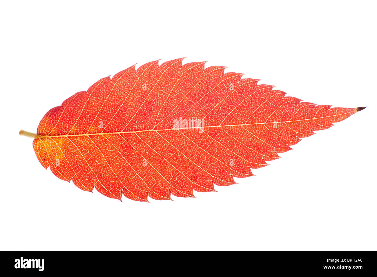 Vivid autumn leaf isolati su sfondo bianco Foto Stock