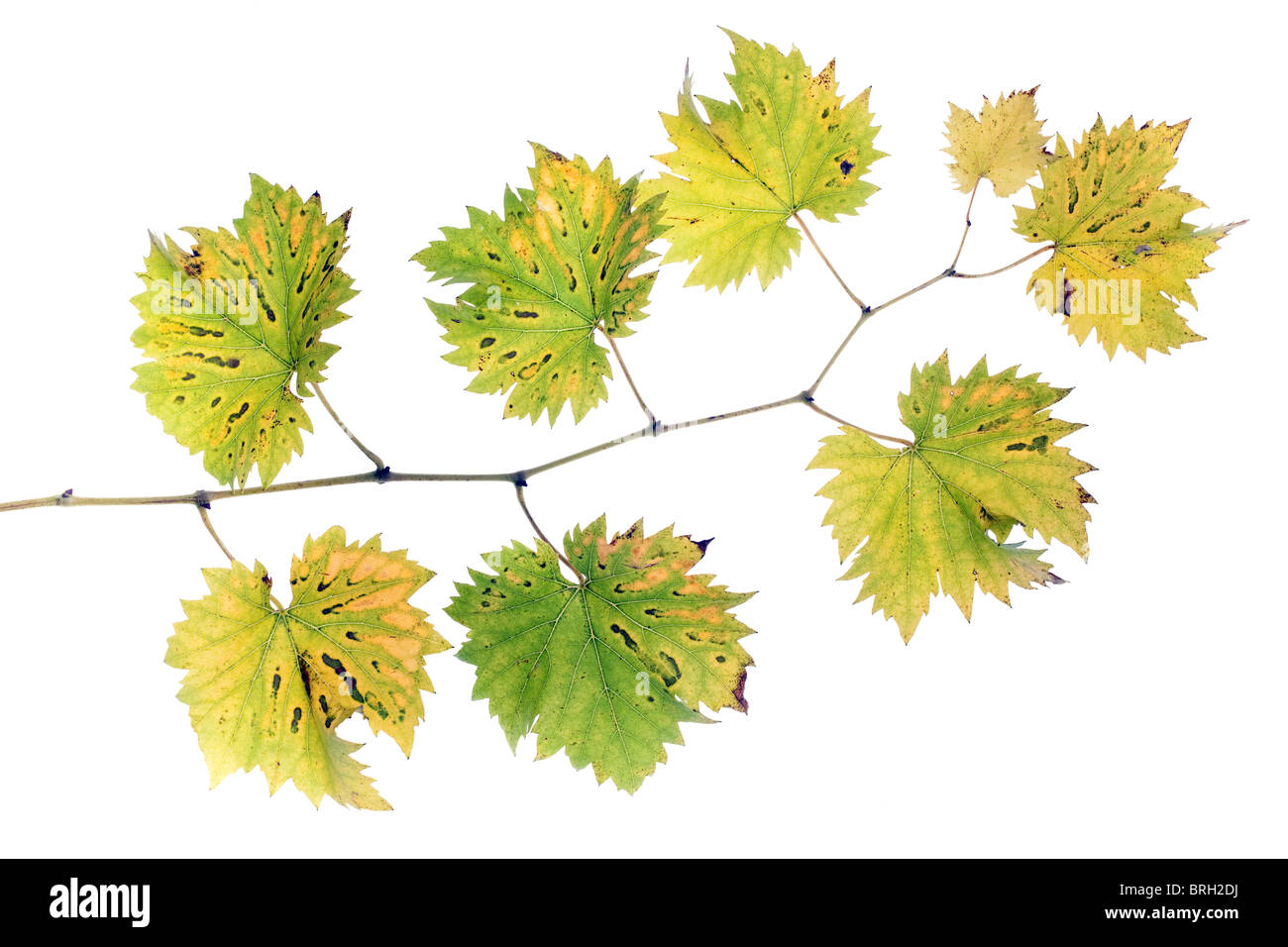Autunno vitigno ramo isolato su sfondo bianco Foto Stock