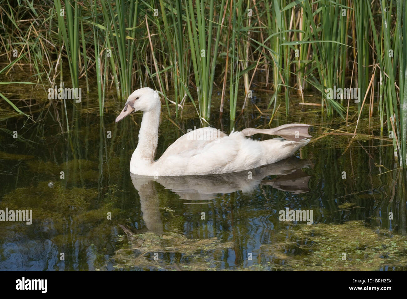 Il polacco Cigno (Cygnus olor immutabilis). Pelle pallida colore su Bill e piedino alzato mostra una mancanza di pigmentazione; leucistic Foto Stock