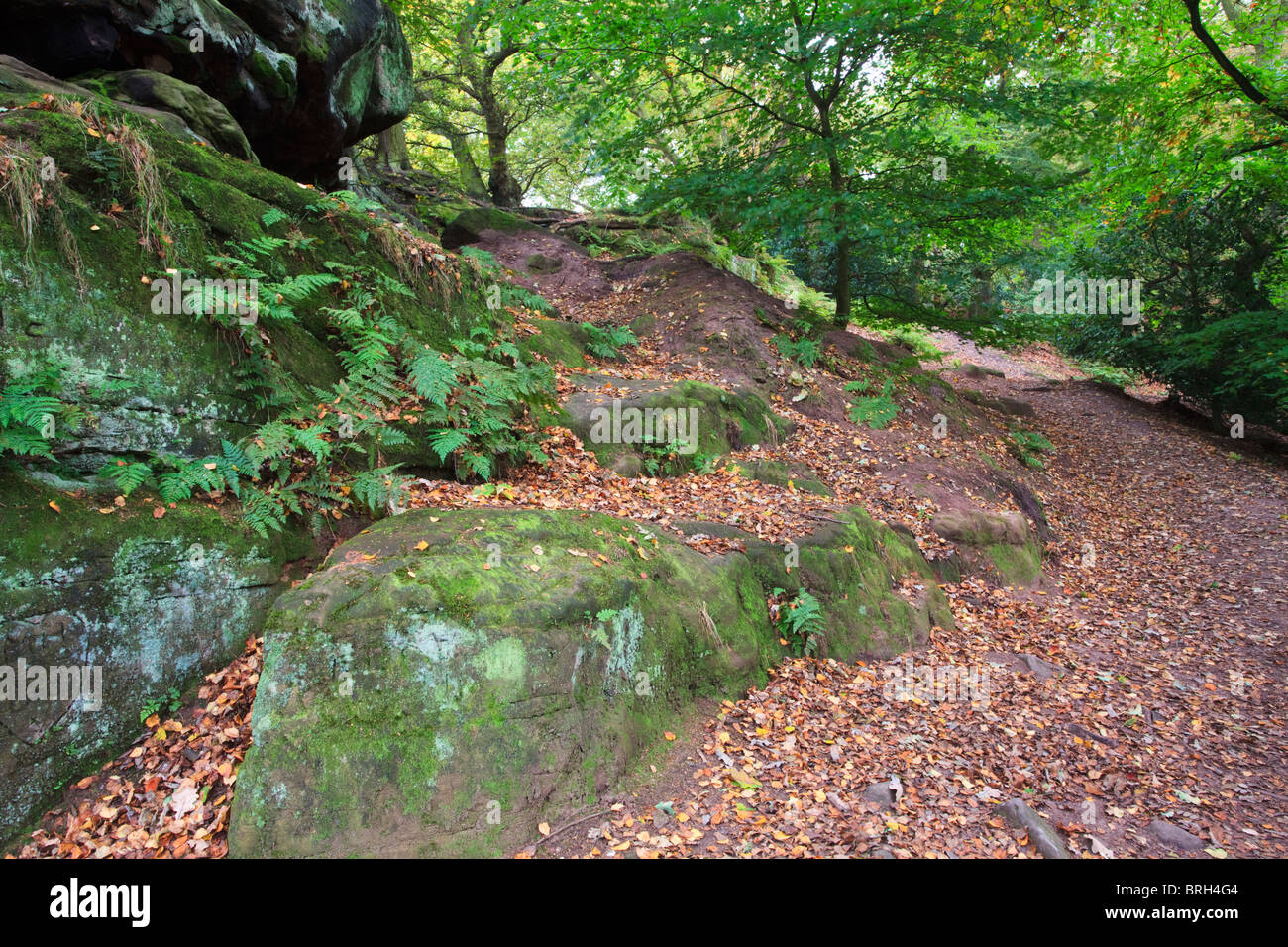 Percorso attraverso la zona boscosa di seguito Alderley Edge nel Cheshire, il cammino disseminato di caduta foglie marrone Foto Stock