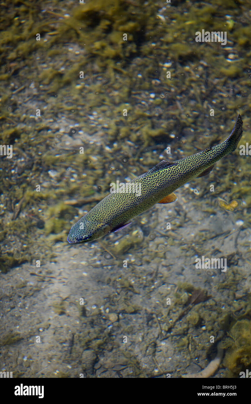 Una trota arcobaleno (Oncorhynchus mykiss) nuoto in corrispondenza della superficie di un fiume Auvergne (Francia). Foto Stock