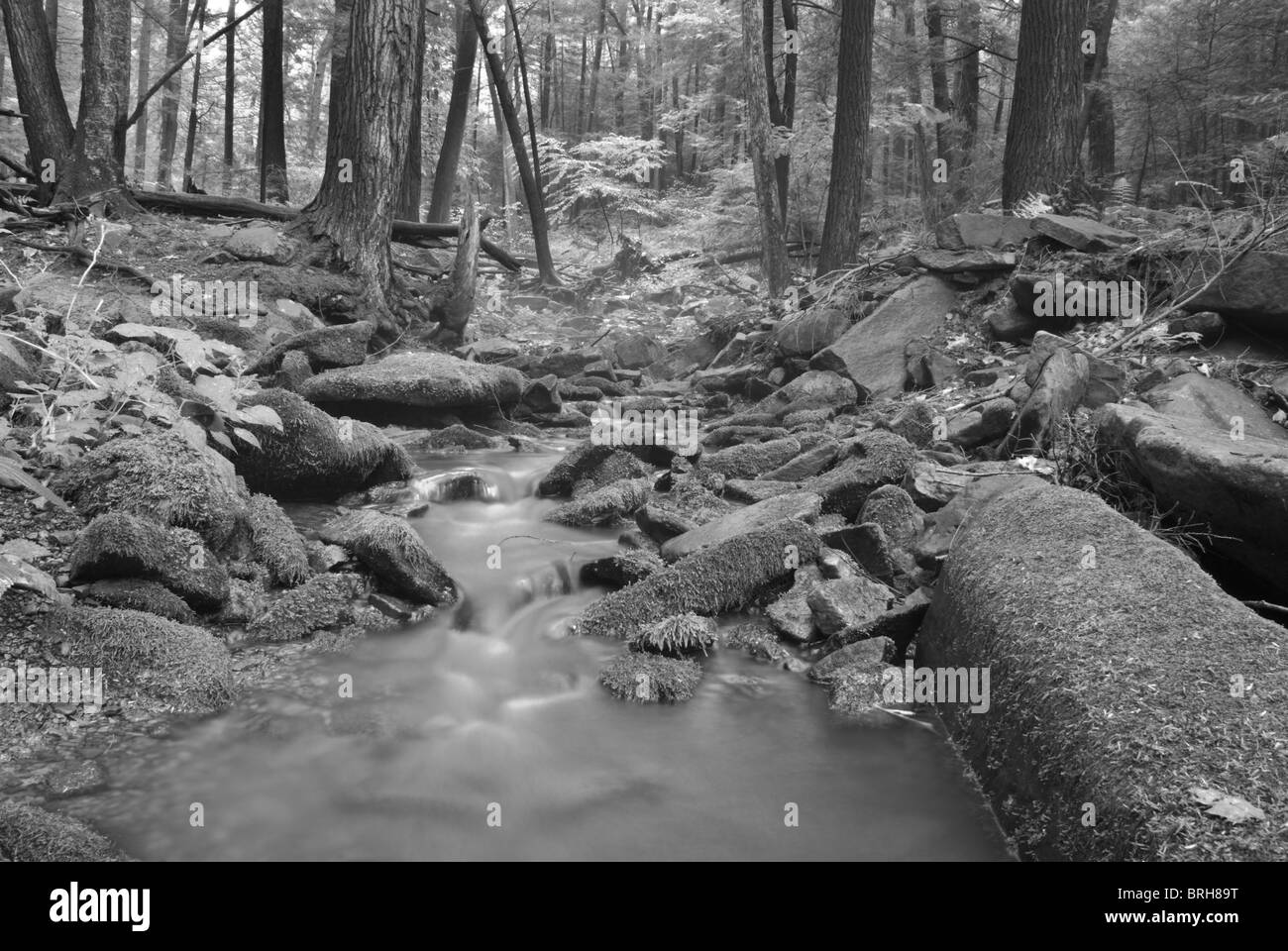 Foto in bianco e nero di piccola e tranquilla insenatura in Rural Pennsylvania centrale circondato da alberi e rocce calcaree con MOSS. Foto Stock