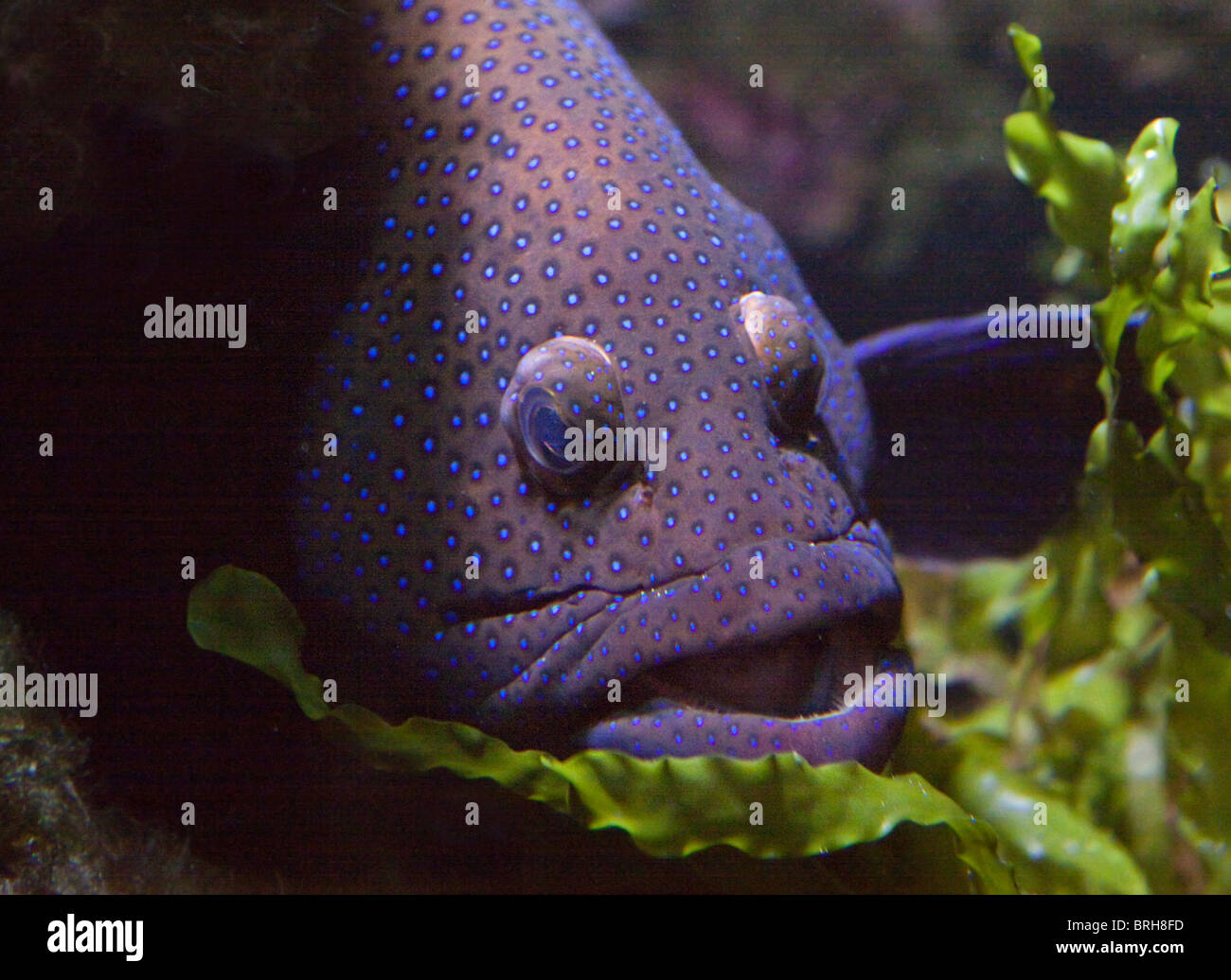 Peacock raggruppatore (cephalopholis argus) Foto Stock