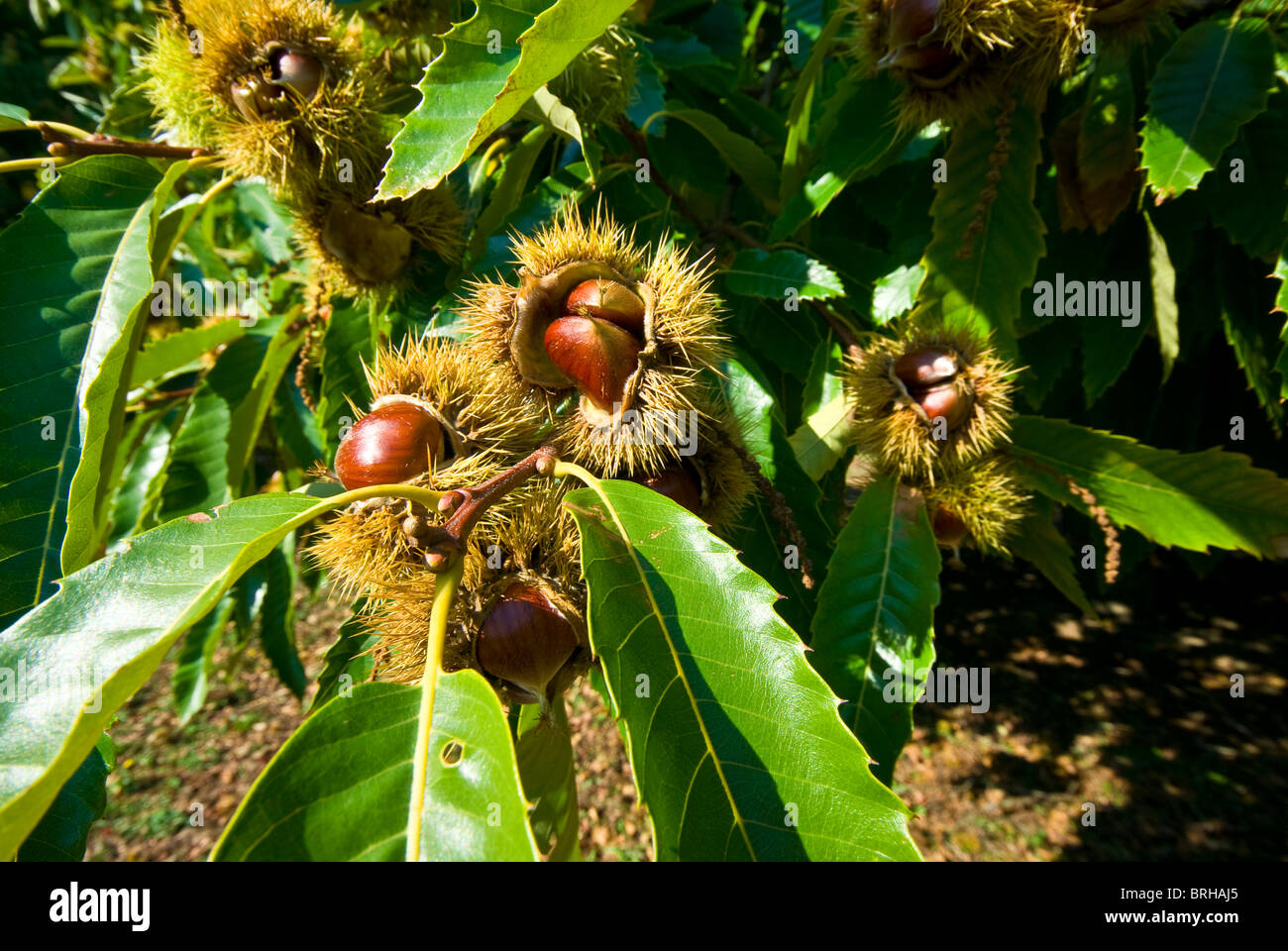 Un frutteto di ripe le castagne in un agriturismo pronto per il raccolto dal baccello. Foto Stock