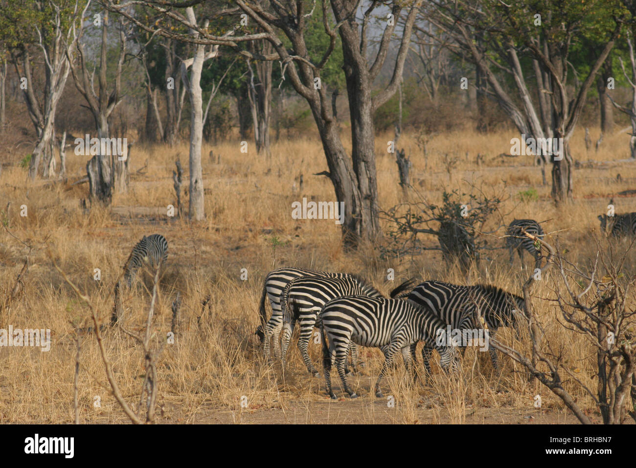 South Luangwa National Park, Zambia Foto Stock