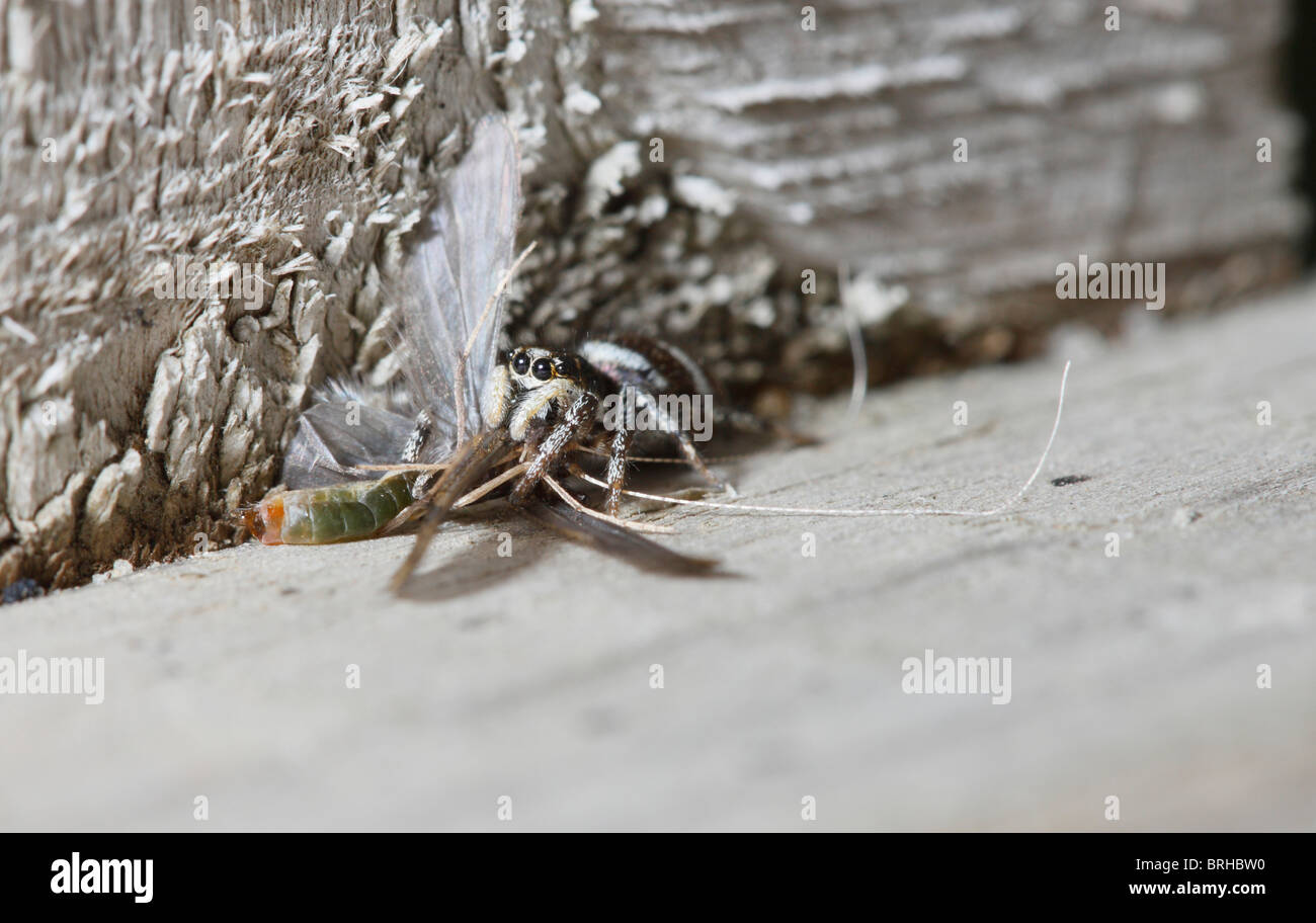 Zebra Jumping Spider uccidendo e alimentazione su un Caddis Fly Foto Stock