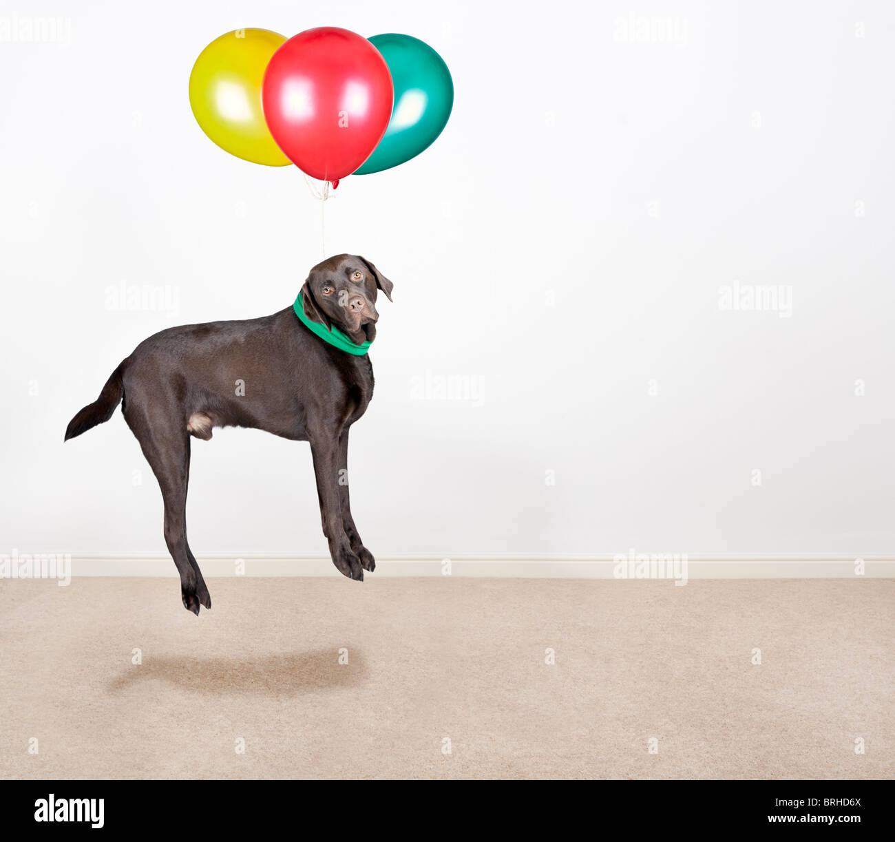 Colpo di un simpatico Labrador cioccolato che viene sollevato da palloncini Foto Stock