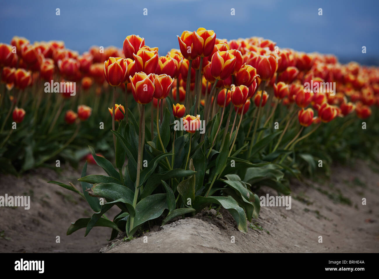 Tulip Farm, Skagit Valley, Washington, Stati Uniti d'America Foto Stock