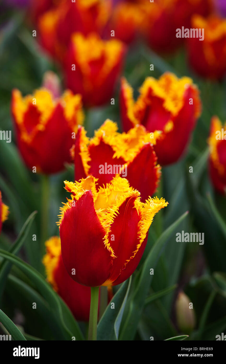 Tulip Farm, Skagit Valley, Washington, Stati Uniti d'America Foto Stock