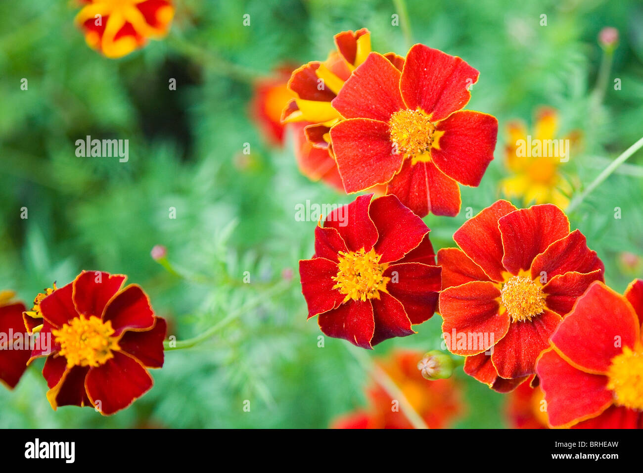 Rosso Tagete africano, Tagetes Foto Stock