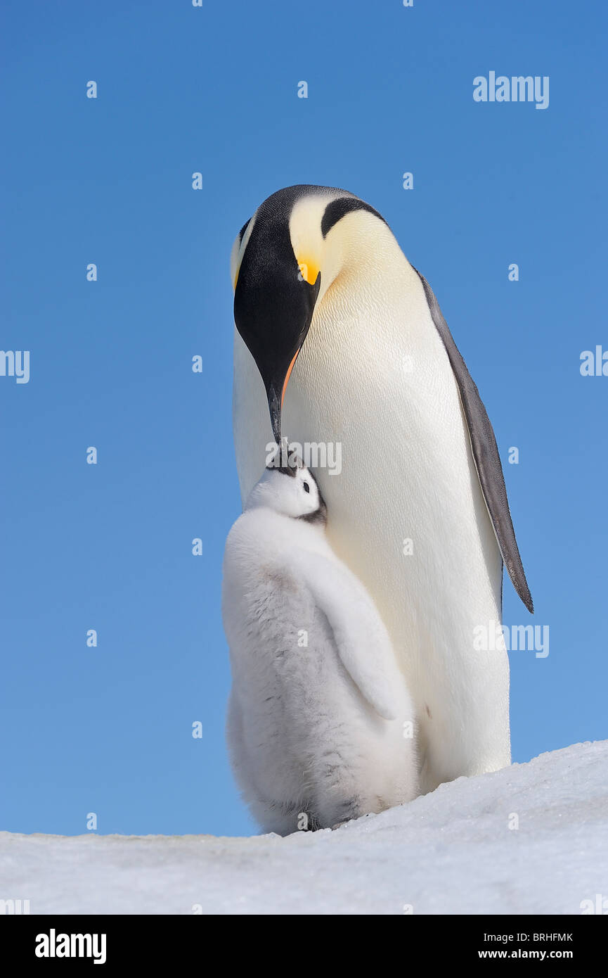 Pinguino imperatore adulto e pulcino, Snow Hill Island, Penisola Antartica Foto Stock