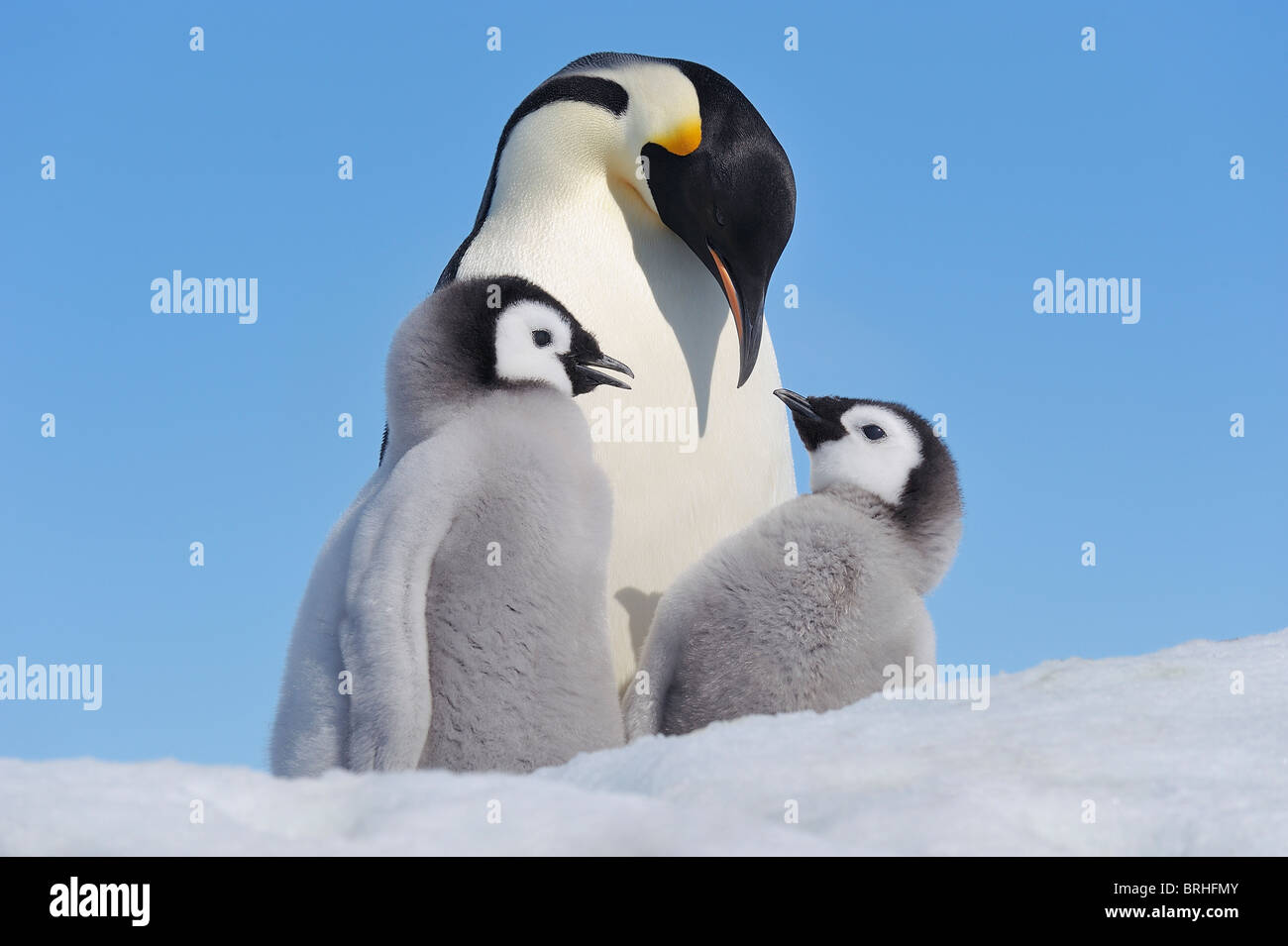 Pinguino imperatore adulto e pulcini, Snow Hill Island, Penisola Antartica Foto Stock