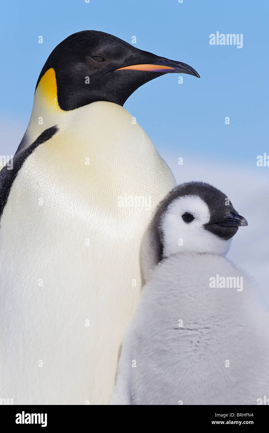 Pinguino imperatore adulto e pulcino, Snow Hill Island, Penisola Antartica Foto Stock