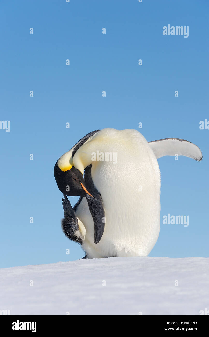 Pinguino imperatore, Snow Hill Island, Penisola Antartica Foto Stock