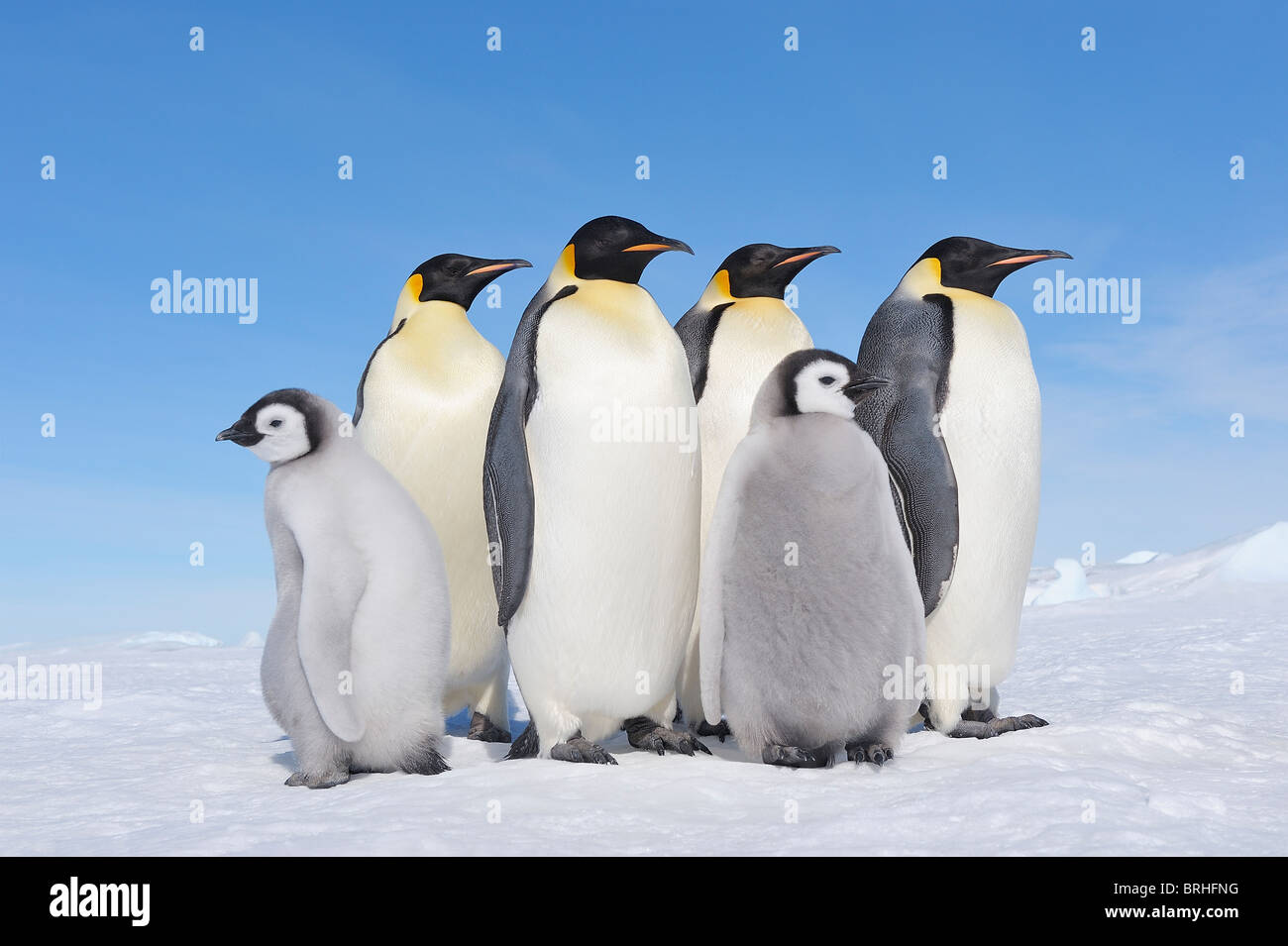 Pinguino imperatore adulti e pulcini, Snow Hill Island, Penisola Antartica Foto Stock