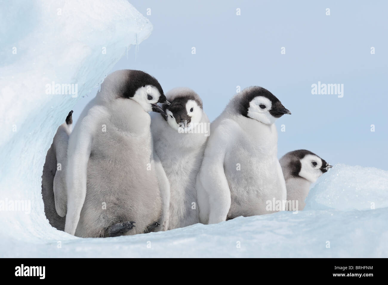 Pinguino imperatore pulcini, Snow Hill Island, Penisola Antartica Foto Stock