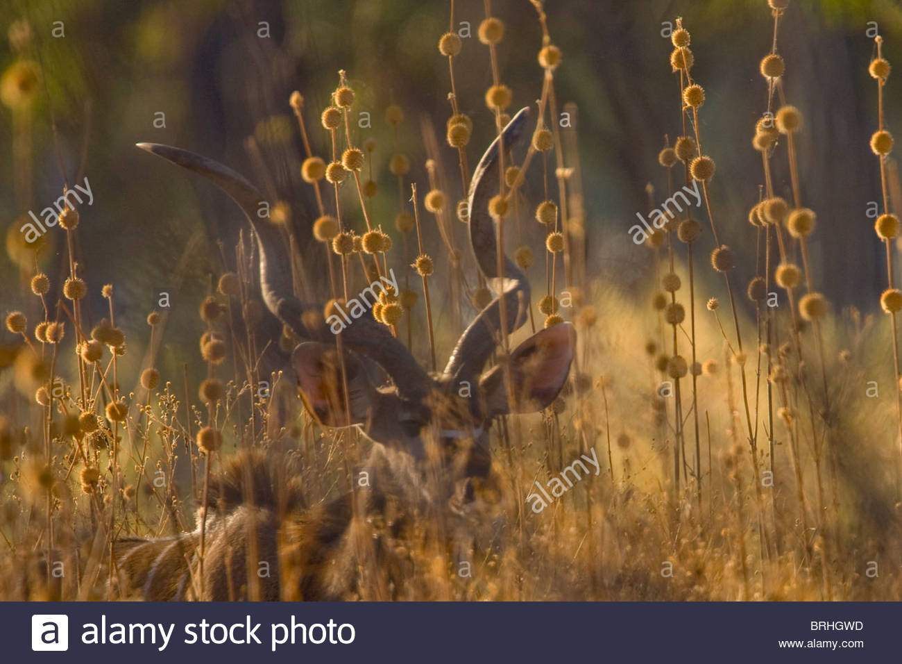 Un maschio di kudu visto attraverso tall weeds. Foto Stock