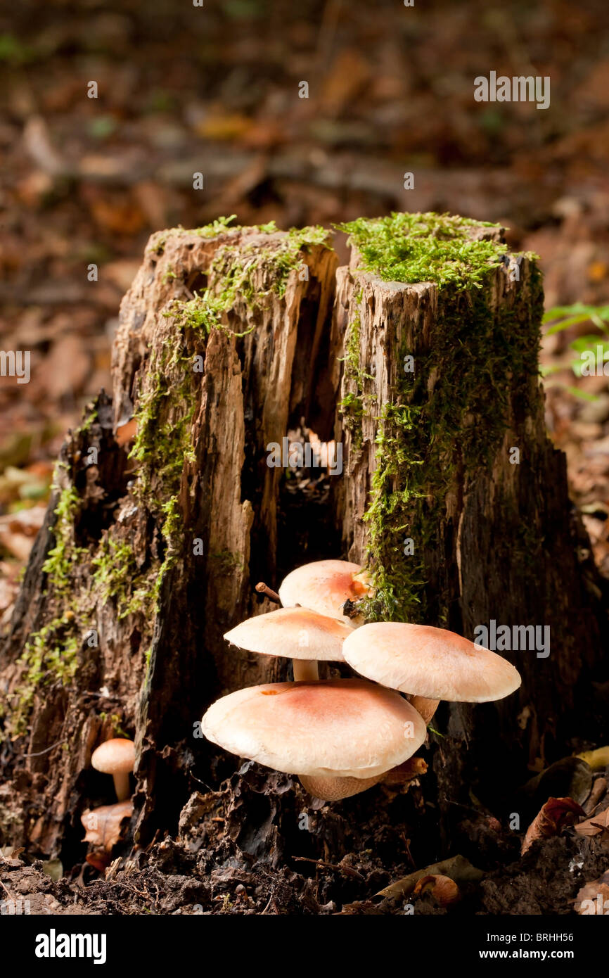 Ciuffo di zolfo di funghi (Hypholoma fasciculare) Foto Stock