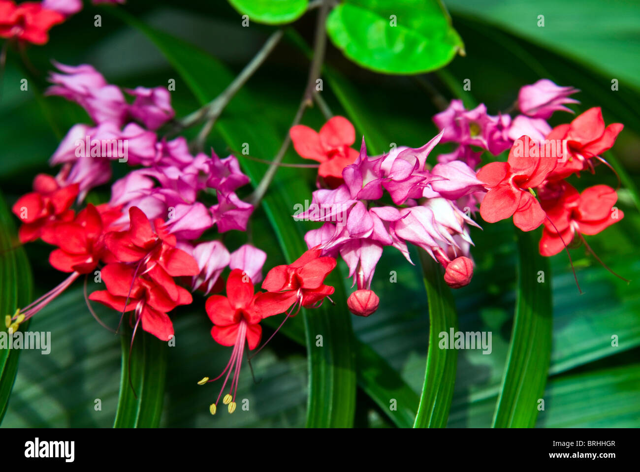 Fiori, Antigua, West Indies, dei Caraibi e America centrale Foto Stock