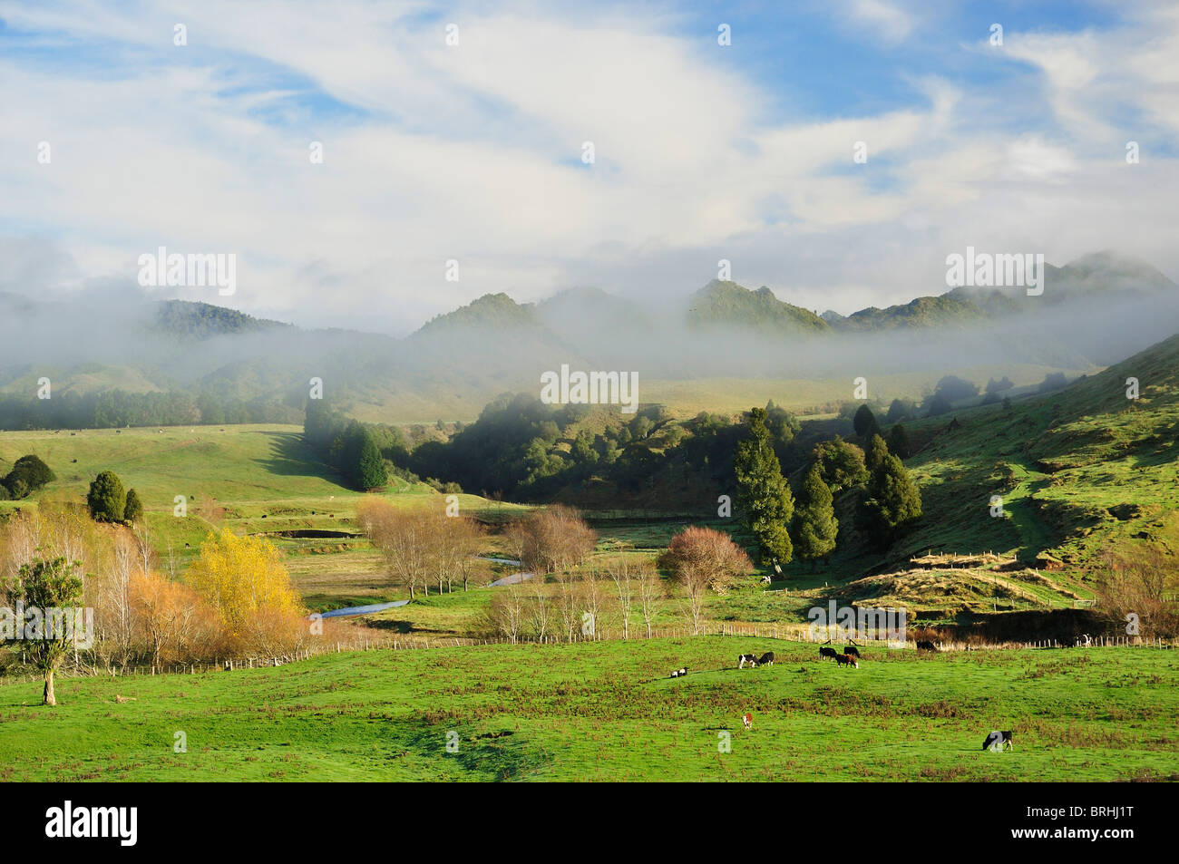 Terreni agricoli, vicino Matawai, Gisborne, Isola del nord, Nuova Zelanda Foto Stock