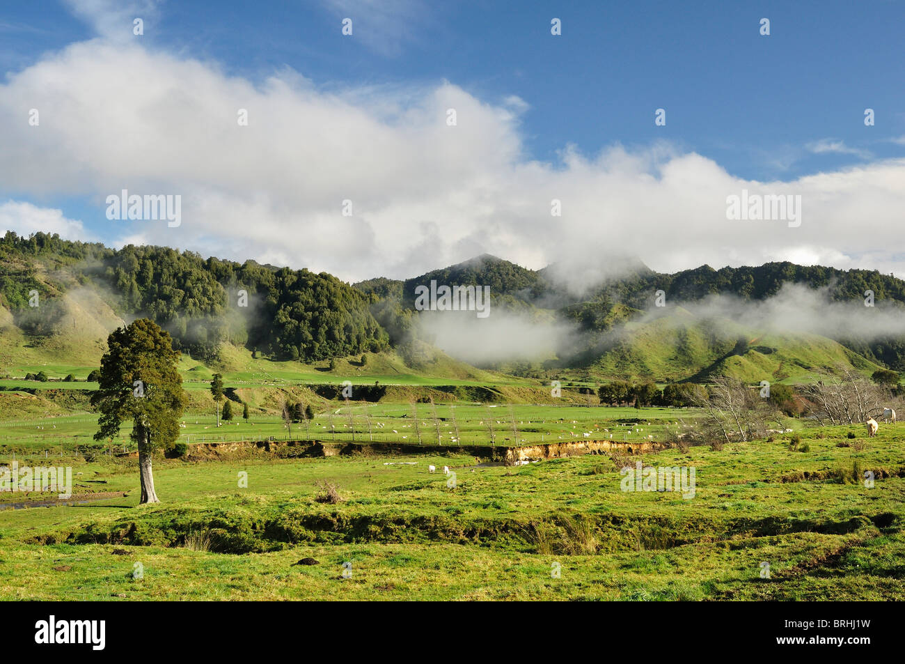 Terreni agricoli, vicino Matawai, Gisborne, Isola del nord, Nuova Zelanda Foto Stock