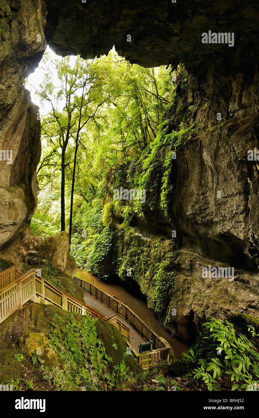 Mangapohue ponte naturale, Waikato, Isola del nord, Nuova Zelanda Foto Stock