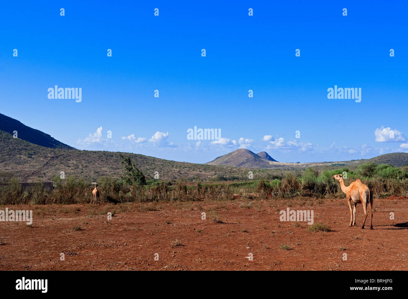 Cammelli in Marsabit Parco nazionale e Riserva, distretto di Marsabit, Kenya Foto Stock