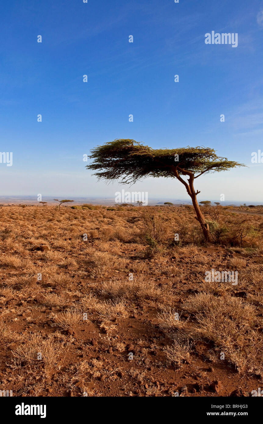 Albero in Marsabit Parco nazionale e Riserva, distretto di Marsabit, Kenya Foto Stock