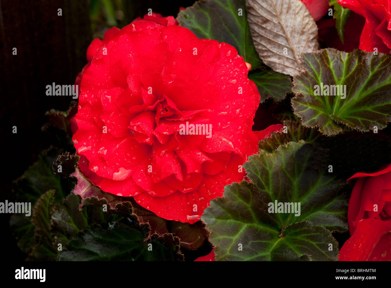 Bagonia rosso Foto Stock