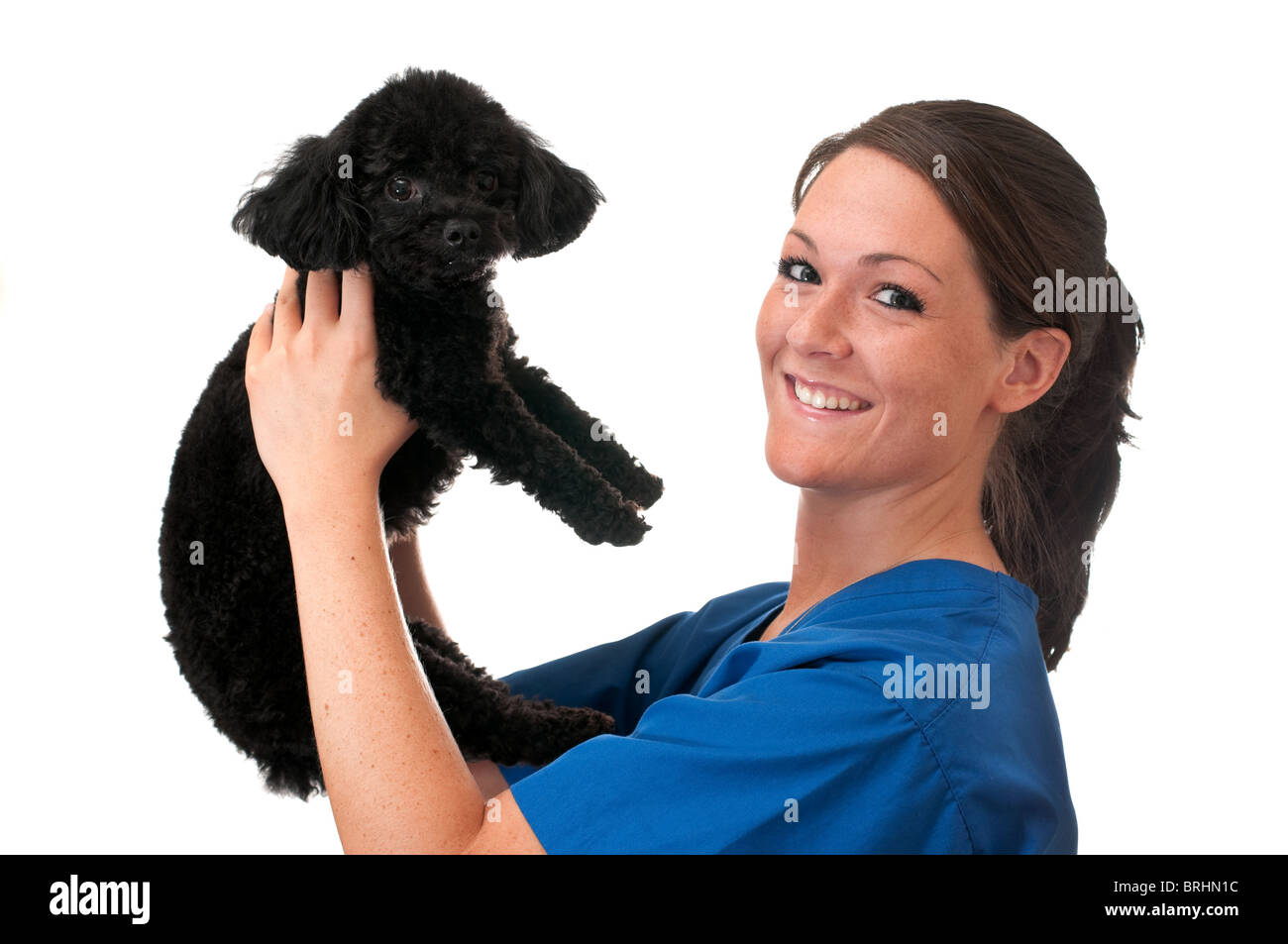 Assistente veterinario azienda pet poodle isolati su sfondo bianco. Foto Stock