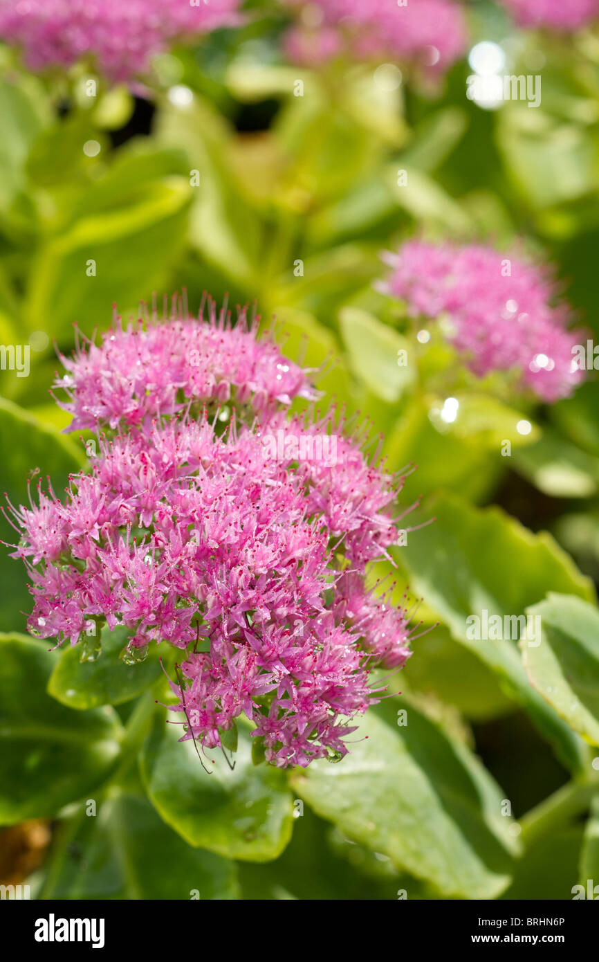 La luce rosa fiori di Sedum con gocce di pioggia in autunno, REGNO UNITO Foto Stock