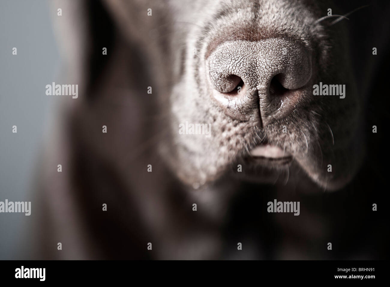 Immagine ravvicinata di un cioccolato Labrador Foto Stock