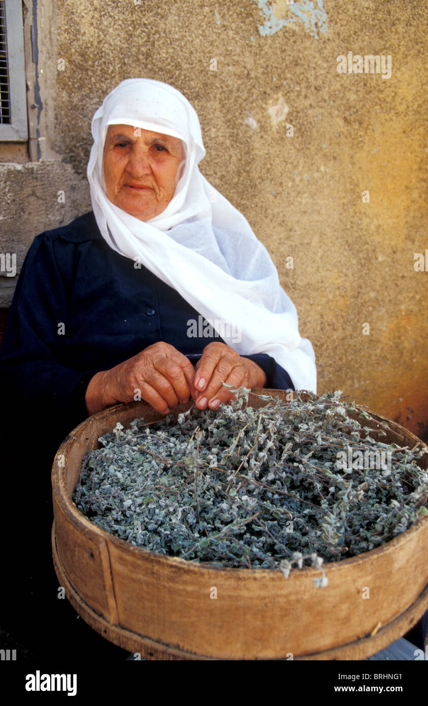 Israele, i Drusi donna con origano in Galilea Foto Stock