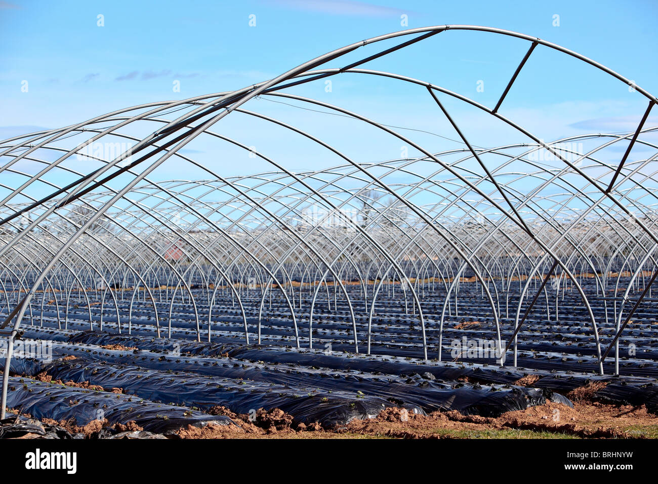 L'agricoltura intensiva. Preparazione della molla Angus Scozia Scotland Foto Stock