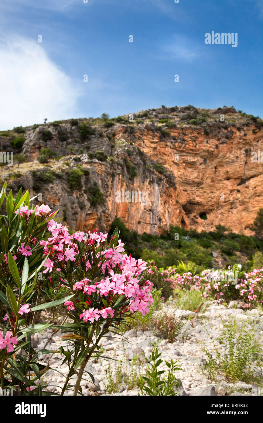Campagna spagnola vista con oleandri piante in fiore nei pressi di Llíber, Costa Blanca, Spagna Foto Stock