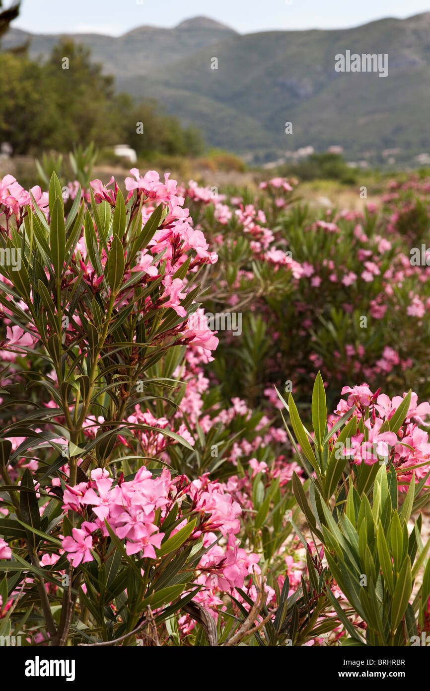 Campagna spagnola vista con oleandri piante in fiore nei pressi di Llíber, Costa Blanca, Spagna Foto Stock