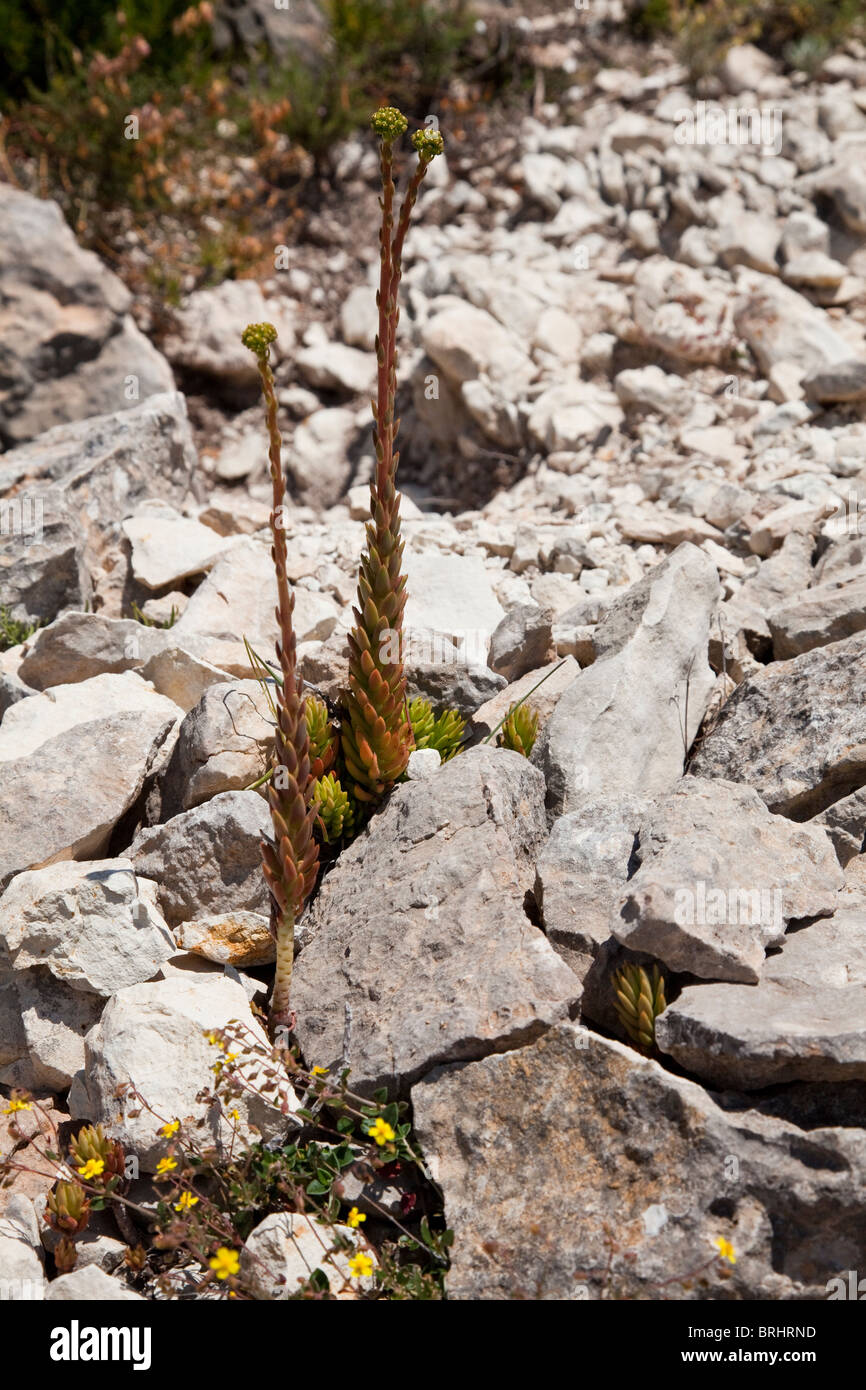 Roccia Pianta a Forada, Costa Blanca, Spagna Foto Stock