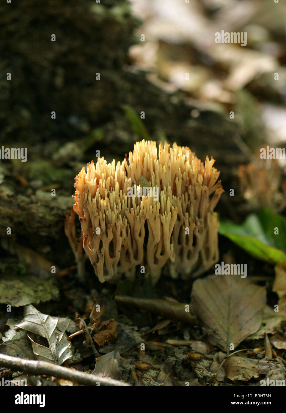 Montante Coral fungo Ramaria stricta, Ramariaceae. Foto Stock