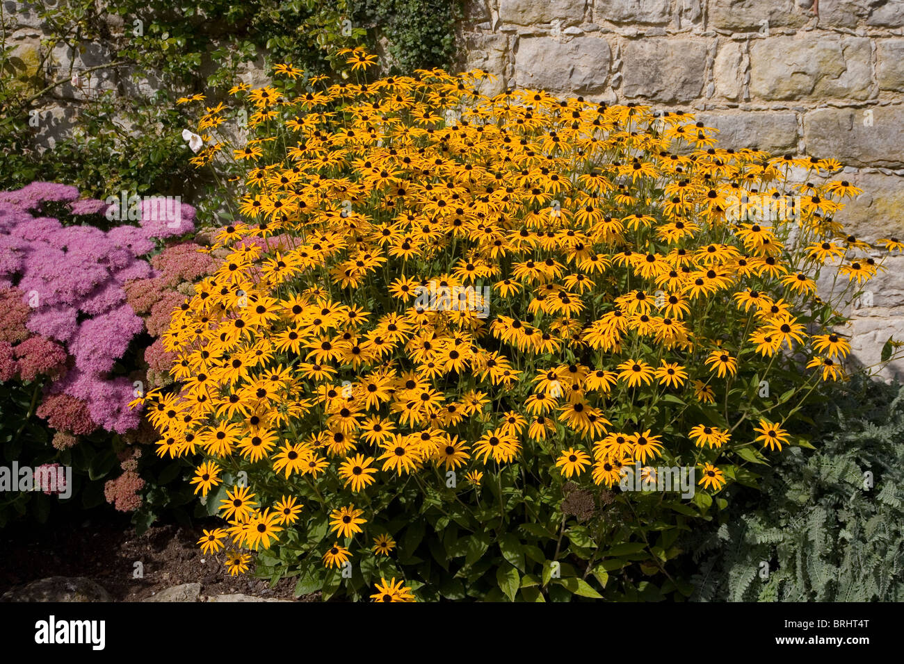 Rudbeckia fulgida var. sullivantii Goldsturm o black eyed Susan Foto Stock