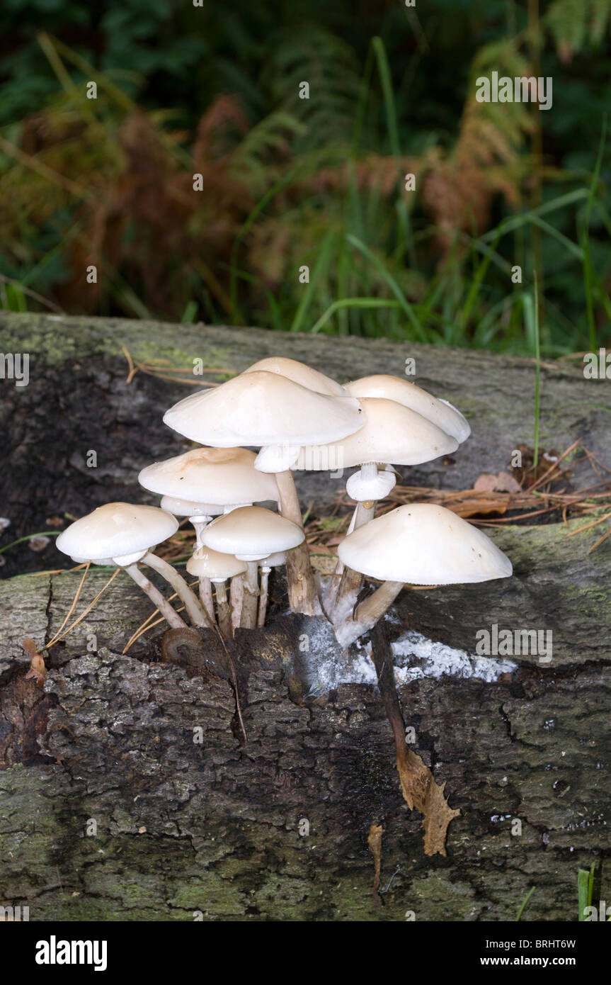 Il fungo cresce su legno morto, un albero caduto su di un lato del Buckinghamshire road a inizio autunno Foto Stock