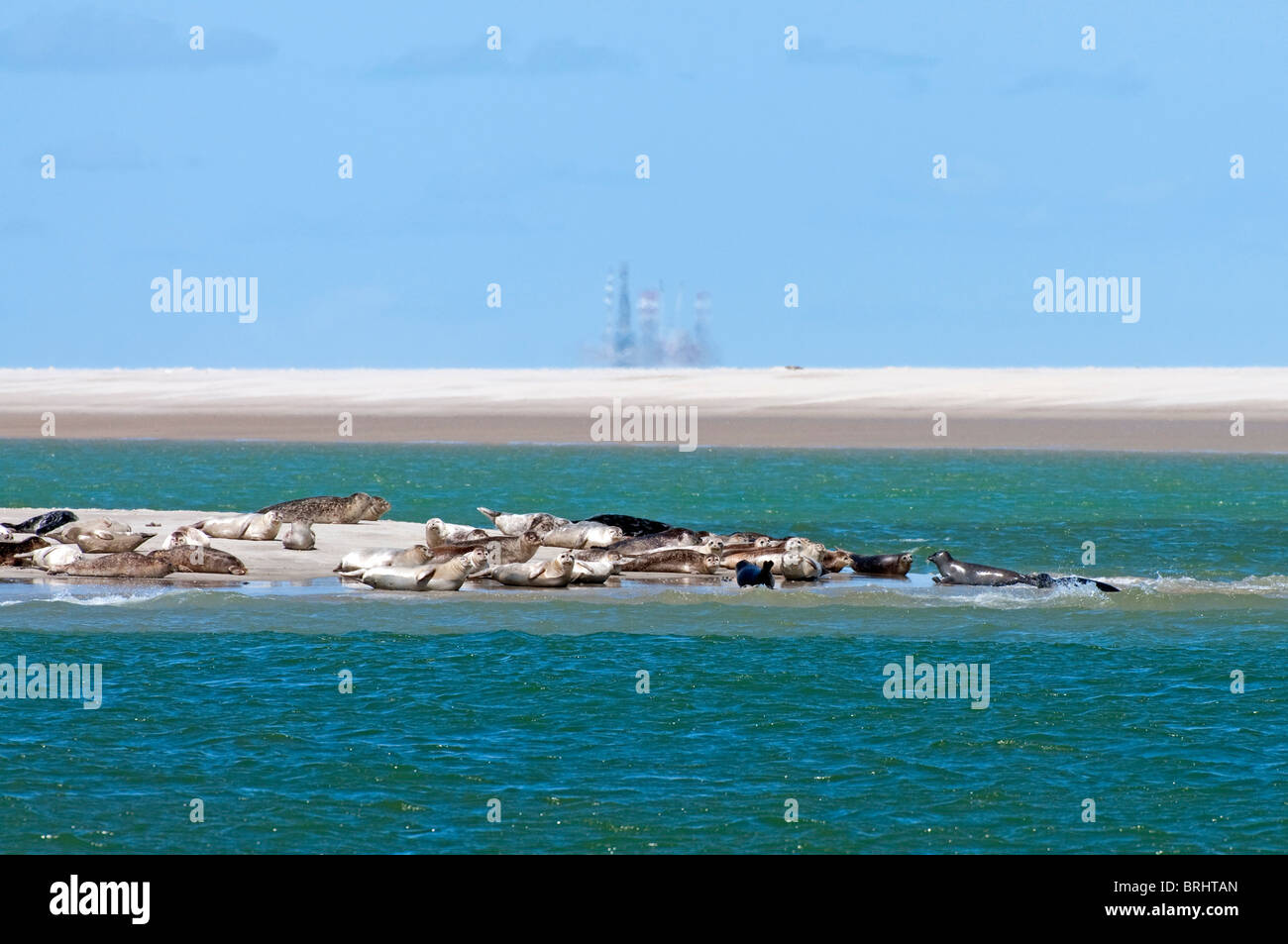 Porto / guarnizioni comune (Phoca vitulina) a prendere il sole sul sandbank con oil rig in background, Texel, Paesi Bassi Foto Stock