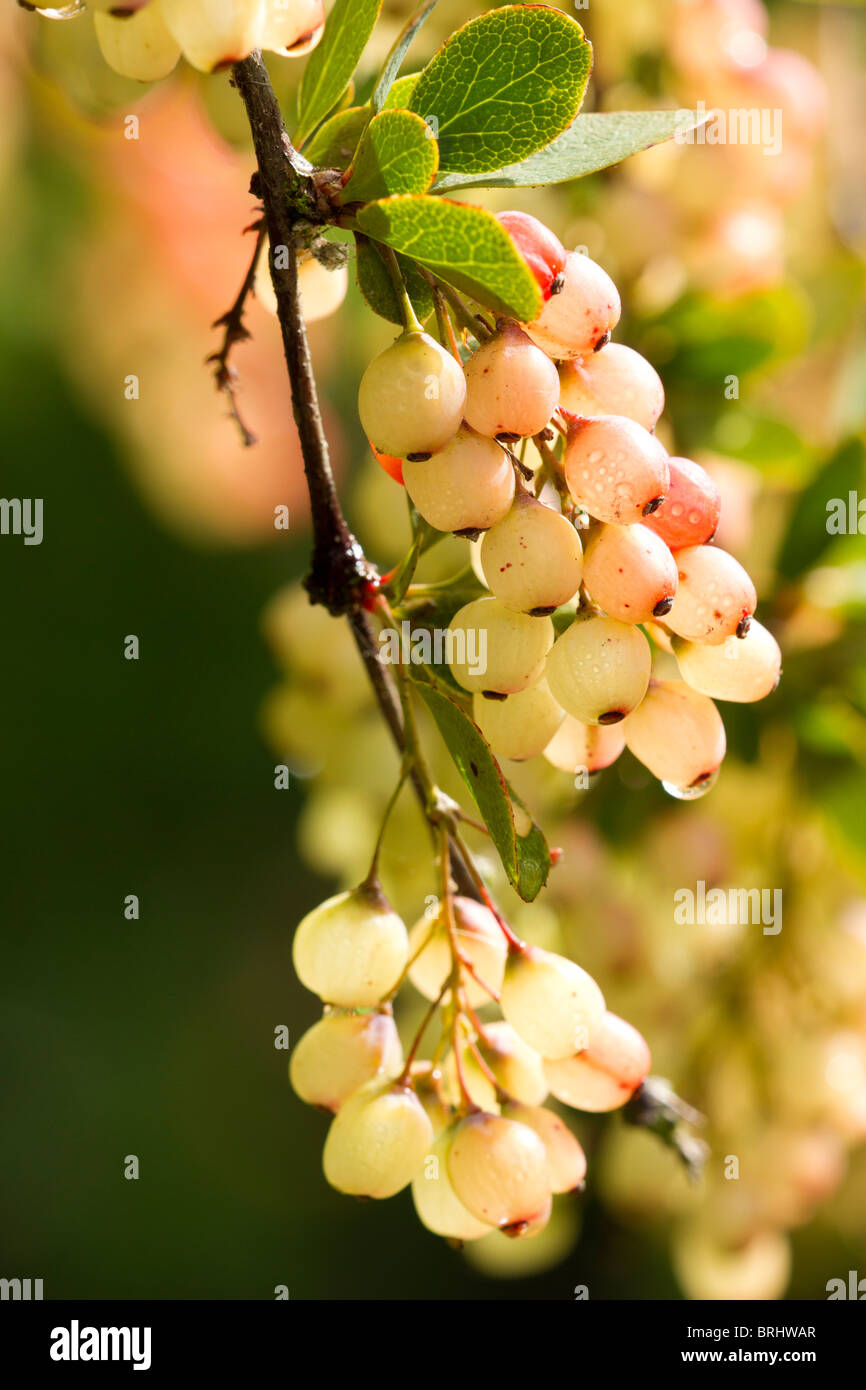 White bacche di Crespino arbusto (Berberis Jamesiana) a inizio autunno nel Regno Unito Foto Stock
