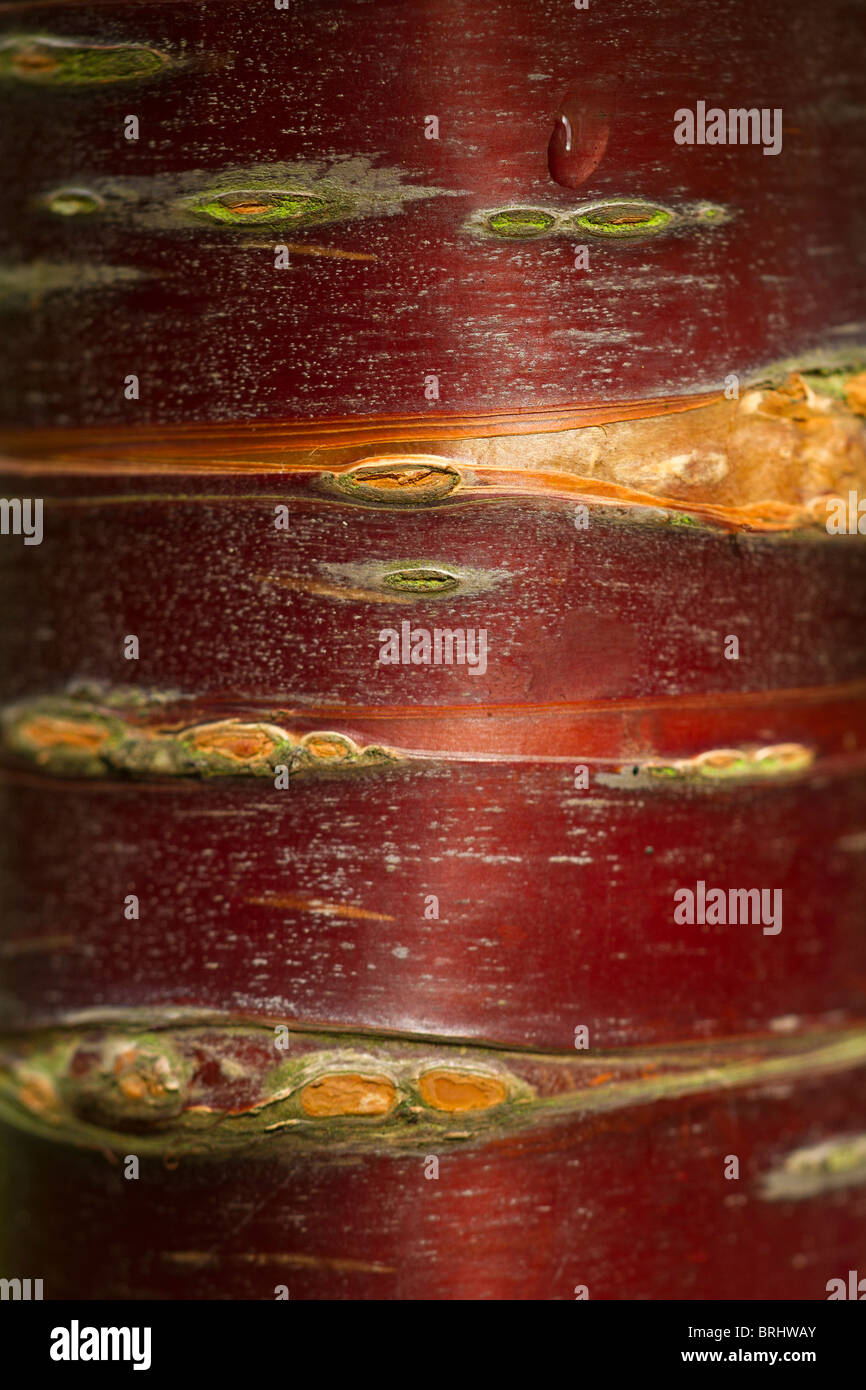 Profondo rosso brillante corteccia del popolo tibetano ciliegio (Prunus serrula) tree in primavera nel Sussex, Regno Unito Foto Stock