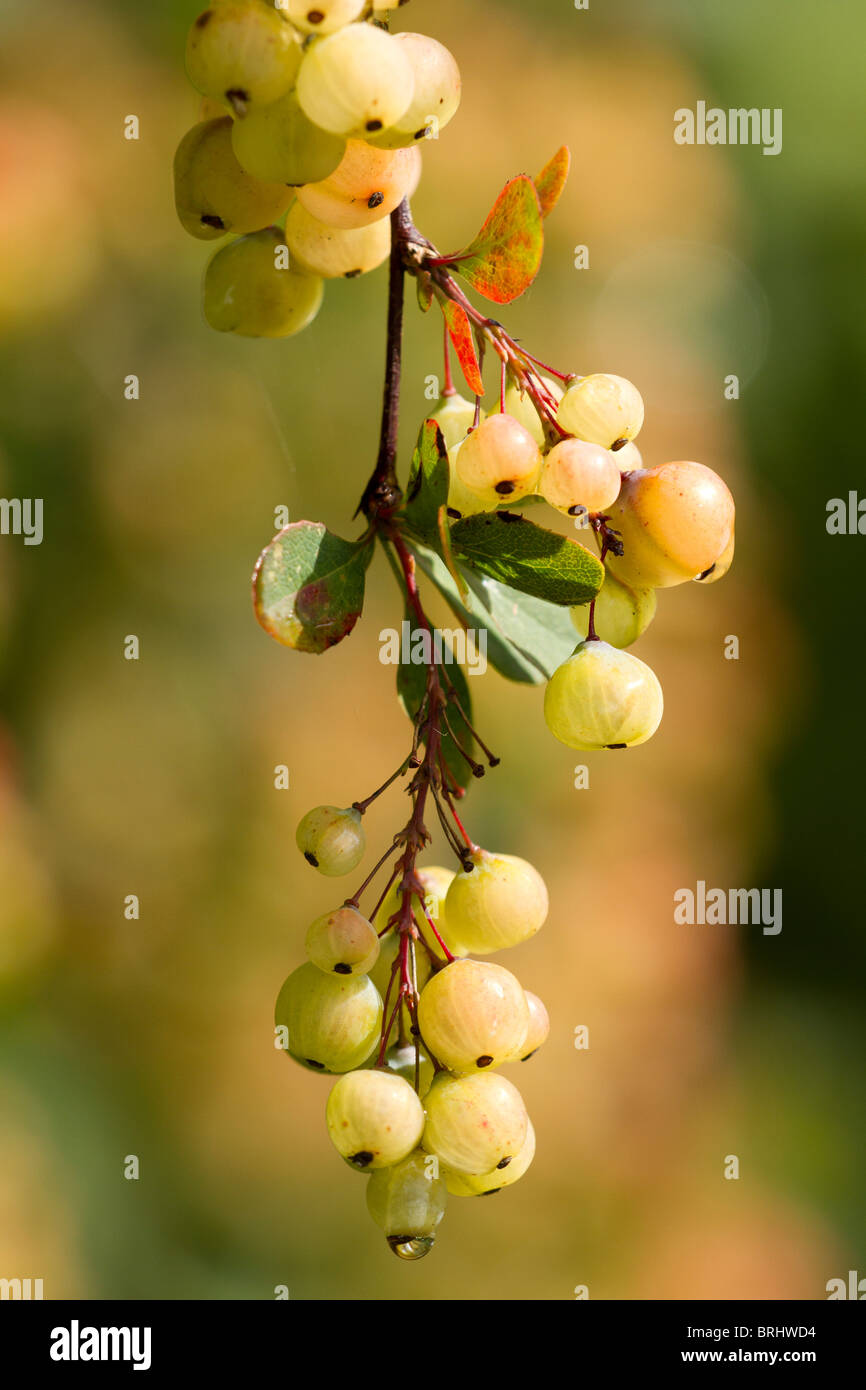 White bacche di Crespino arbusto (Berberis Jamesiana) a inizio autunno nel Regno Unito Foto Stock