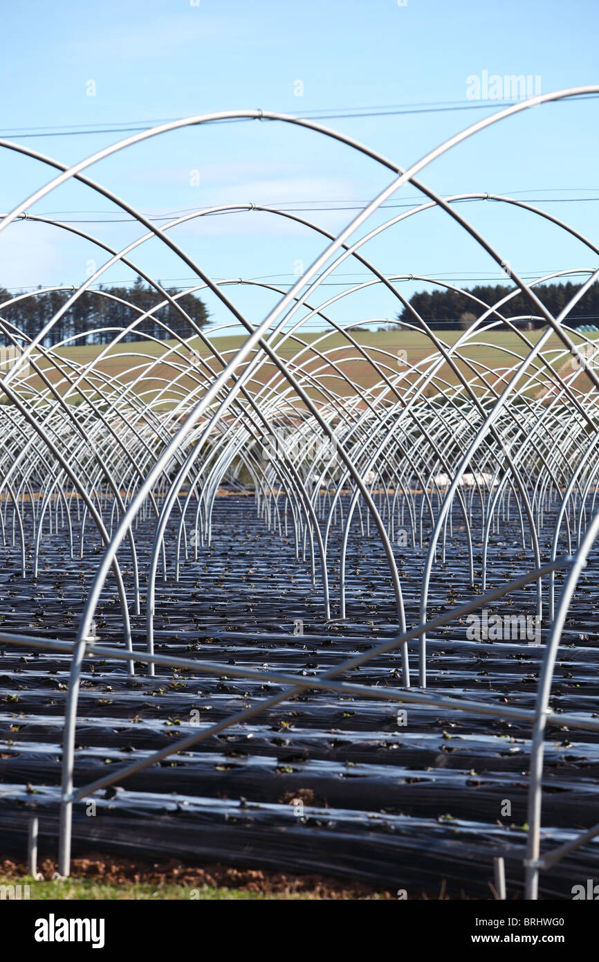 L'agricoltura intensiva. Preparazione della molla Angus Scozia Scotland Foto Stock