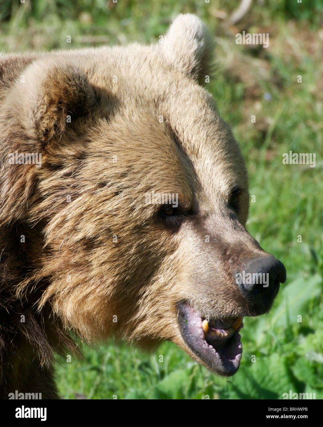 Eurasian orso bruno Foto Stock
