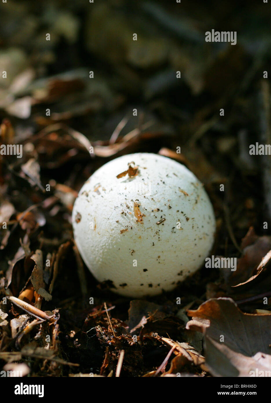 Giovani Stinkhorn fungo o streghe uovo, Phallus impudicus, Phallaceae Foto Stock