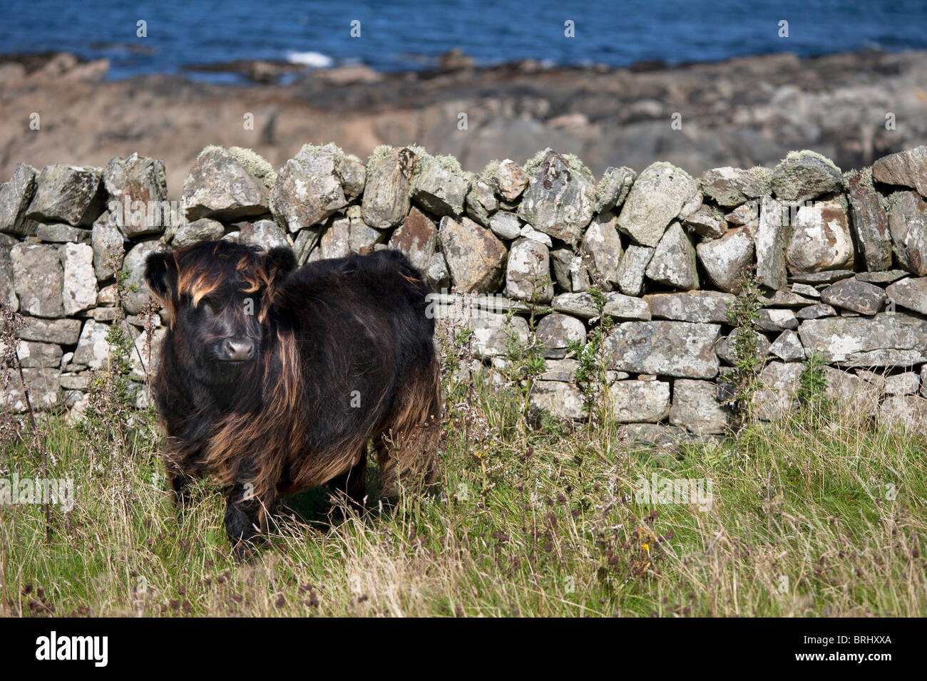 Baby Highland mucca, Isle of Harris, Ebridi Esterne, Scozia Foto Stock
