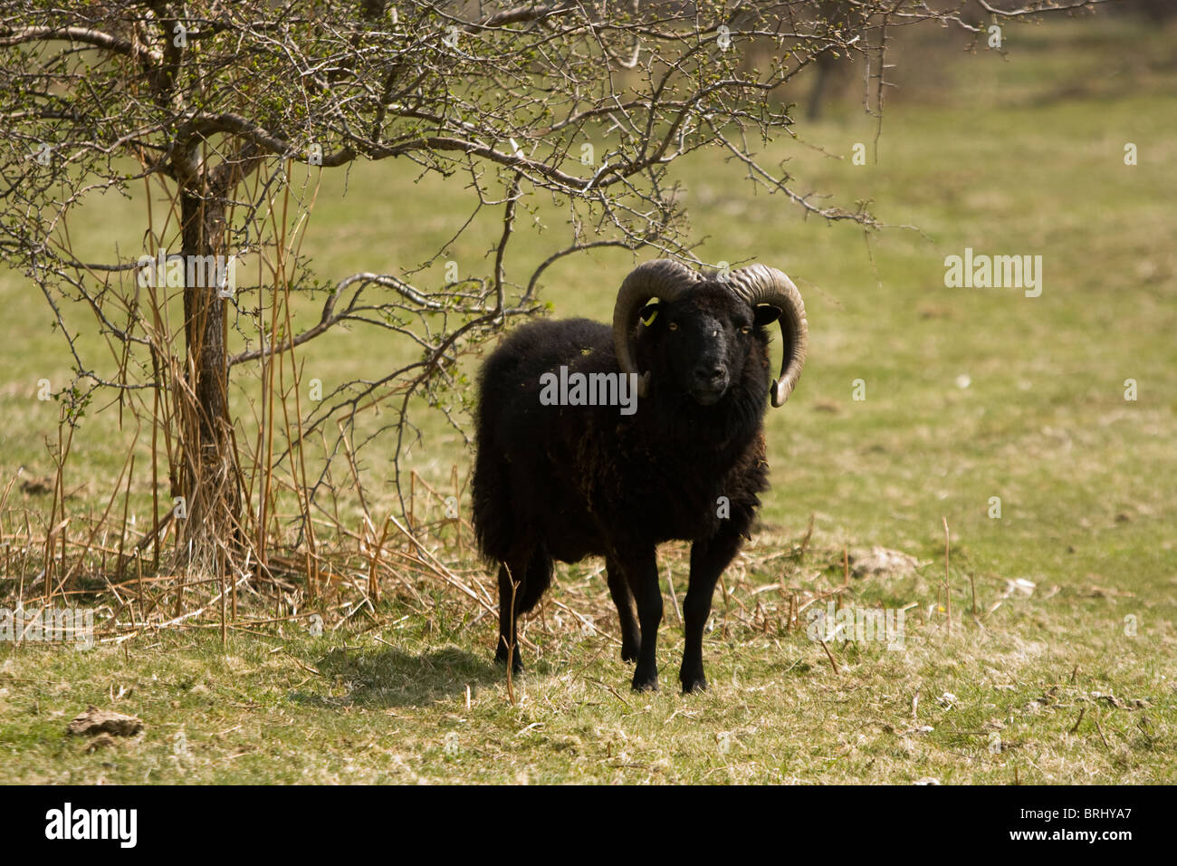 Welsh nero le pecore di montagna Foto Stock